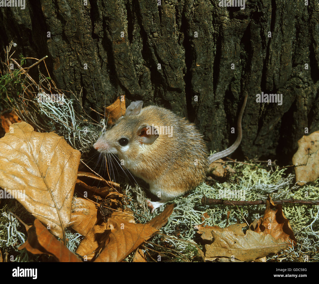 Topi spinosa, acomys dimidiatus, Adulti Foto Stock