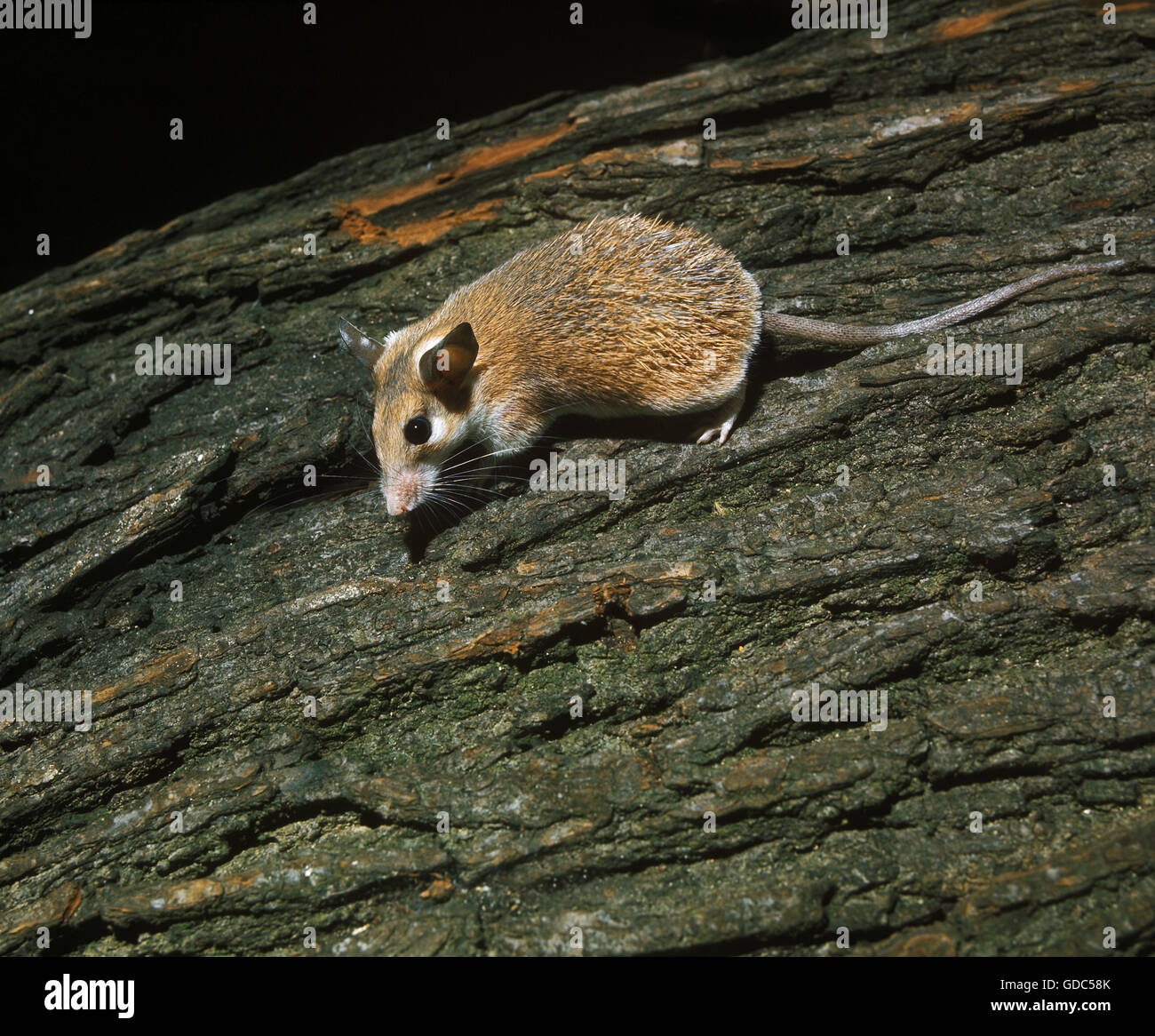 Topi spinosa, acomys dimidiatus, adulti sul tronco di albero Foto Stock