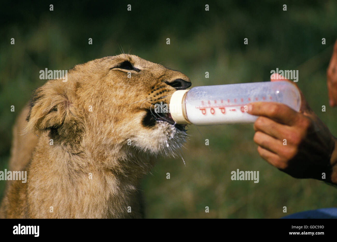 Leone africano, panthera leo, uomo Cub di alimentazione Foto Stock