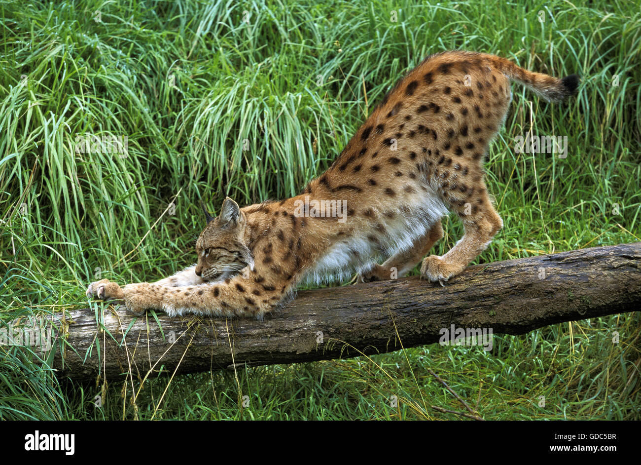 Lince europea, Felis lynx, adulti di artigliare il ramo Foto Stock