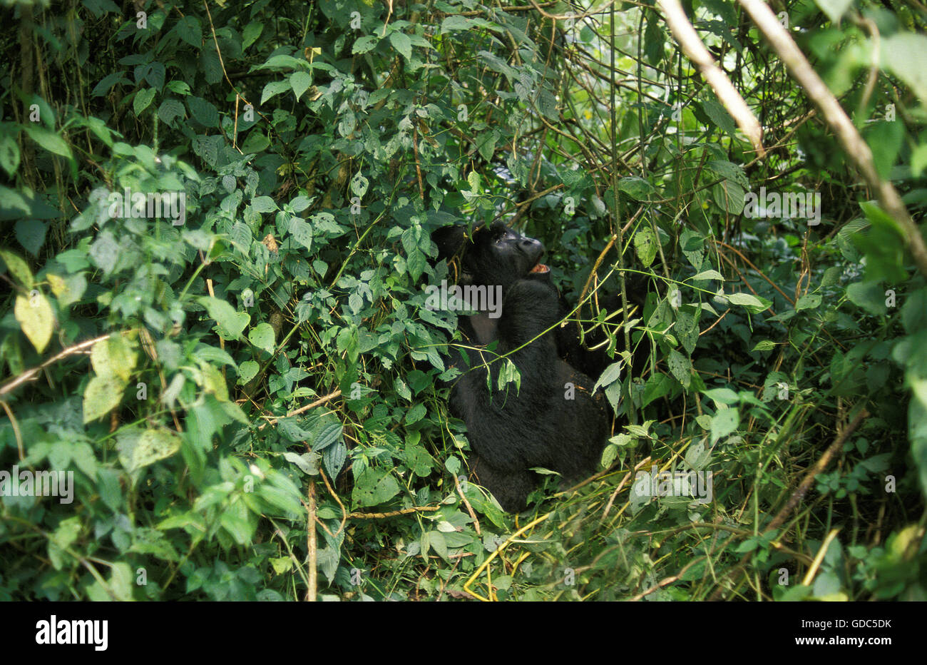 Gorilla di Montagna, gorilla gorilla beringei, argento maschio posteriore mimetizzato nella Foresta, parco Virunga in Ruanda Foto Stock