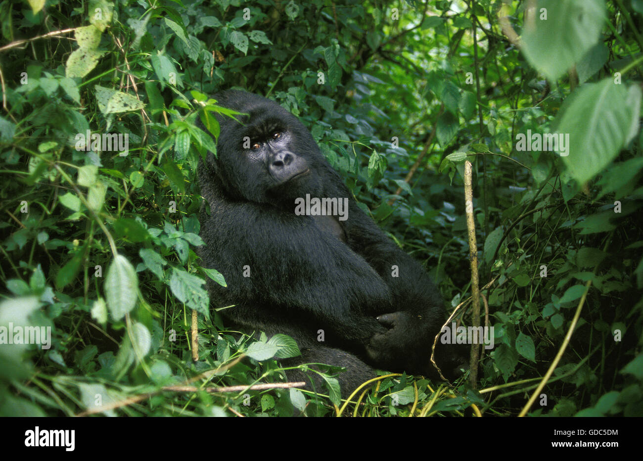 Gorilla di Montagna, gorilla gorilla beringei, maschio, parco Virunga in Ruanda Foto Stock