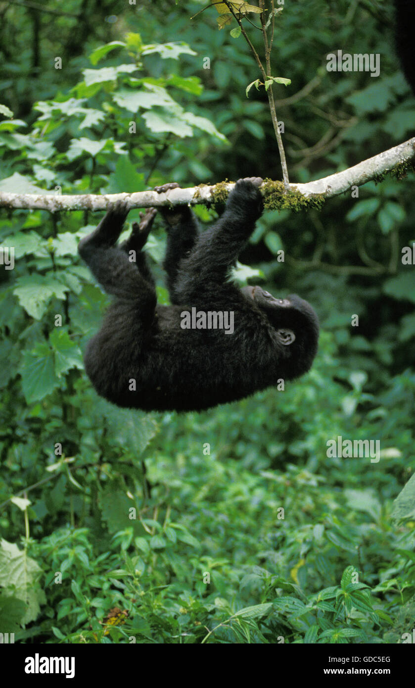 Gorilla di Montagna, gorilla gorilla beringei, giovani giocando con il ramo, parco Virunga in Ruanda Foto Stock