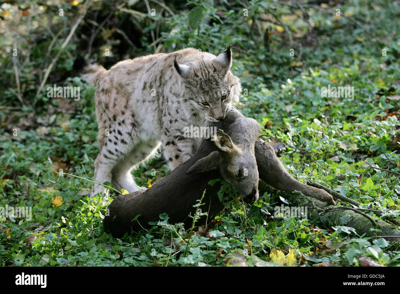 Lince europea Felis lynx, Adulto con un capriolo KILL Foto Stock
