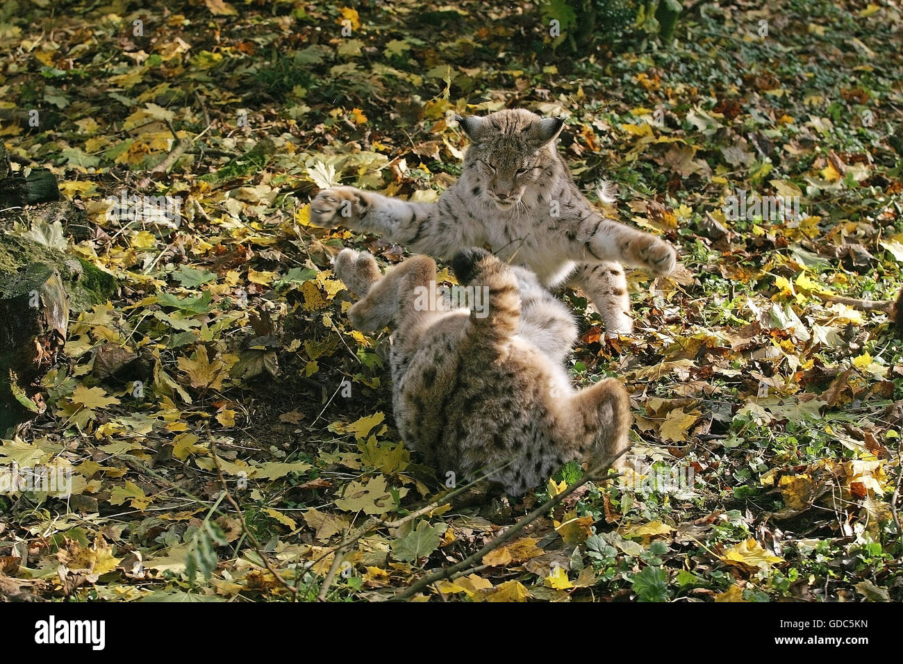 Lince europea Felis lynx, ADULTI COMBATTIMENTI Foto Stock