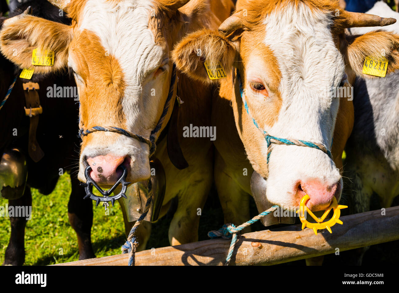 Vacche,Bos primigenius taurus,l'anello,Saugentwöhner,Allgäu,Baviera,germania,l'Europa Foto Stock