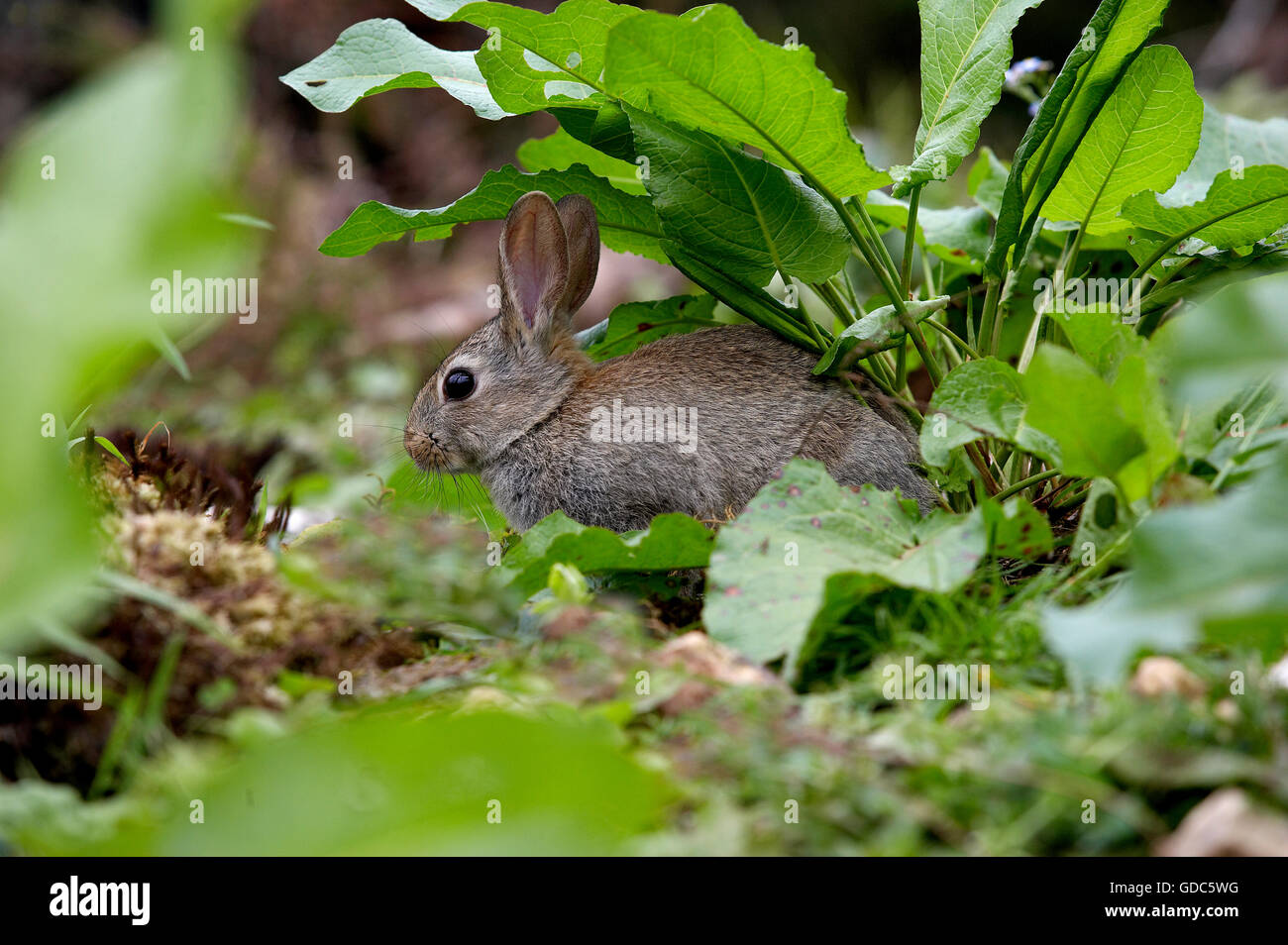Coniglio europeo, oryctolagus cuniculus, giovani, Normandia Foto Stock