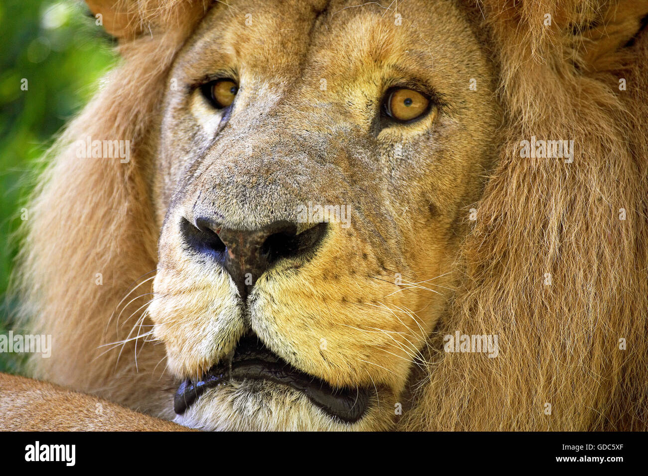 AFRICAN LION panthera leo, testa di close-up di pazienti adulti Foto Stock