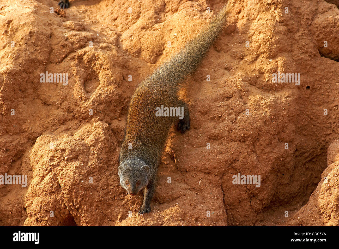 La Mangusta nana, helogale parvula, adulto su Termite Hill, il Masai Mara Parc in Kenya Foto Stock