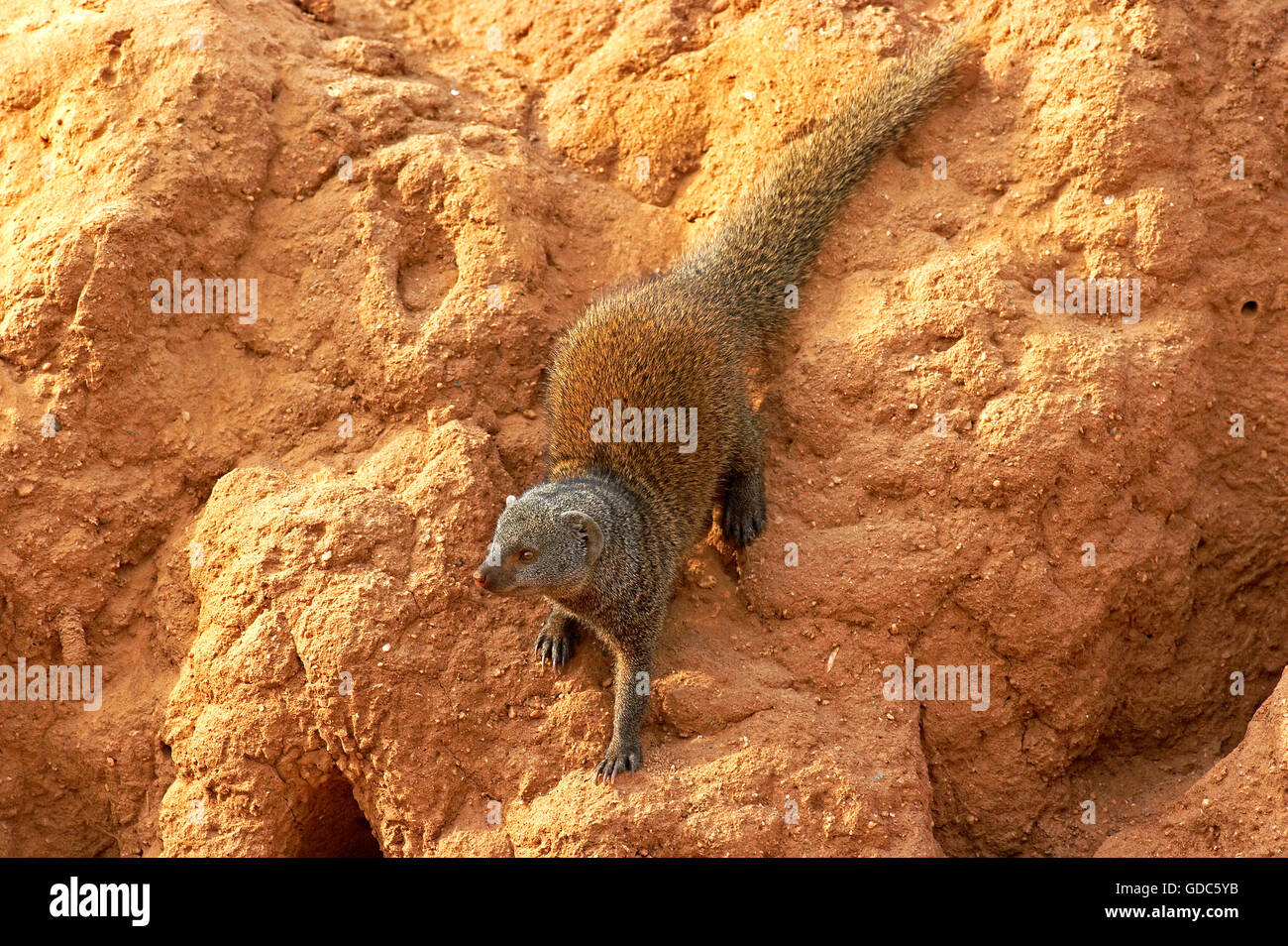 La Mangusta nana, helogale parvula, adulto su Termite Hill, il Masai Mara Park in Kenya Foto Stock