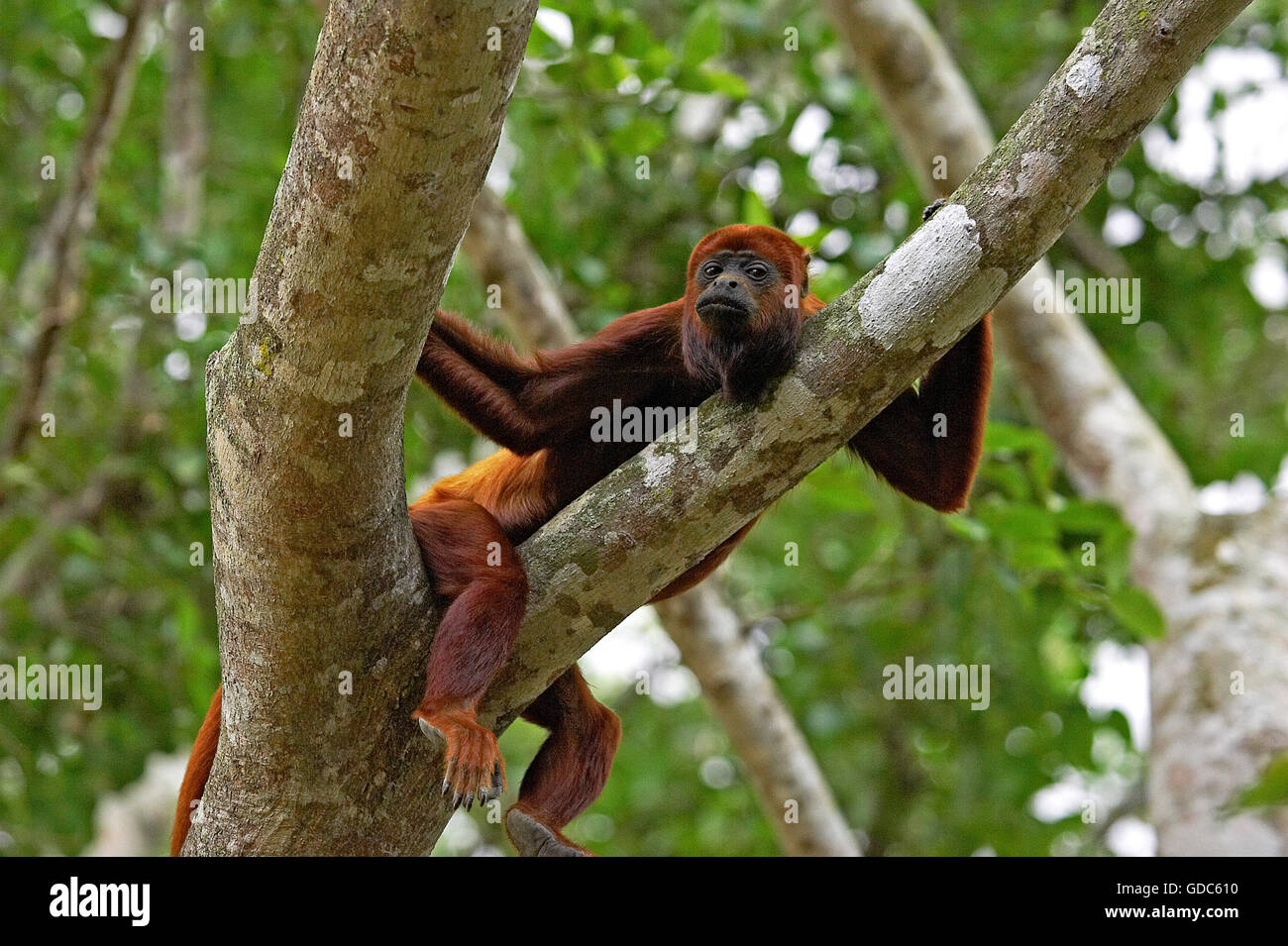 Red scimmia urlatrice, Alouatta Alouatta, adulti nella struttura ad albero, Los Lianos in Venezuela Foto Stock