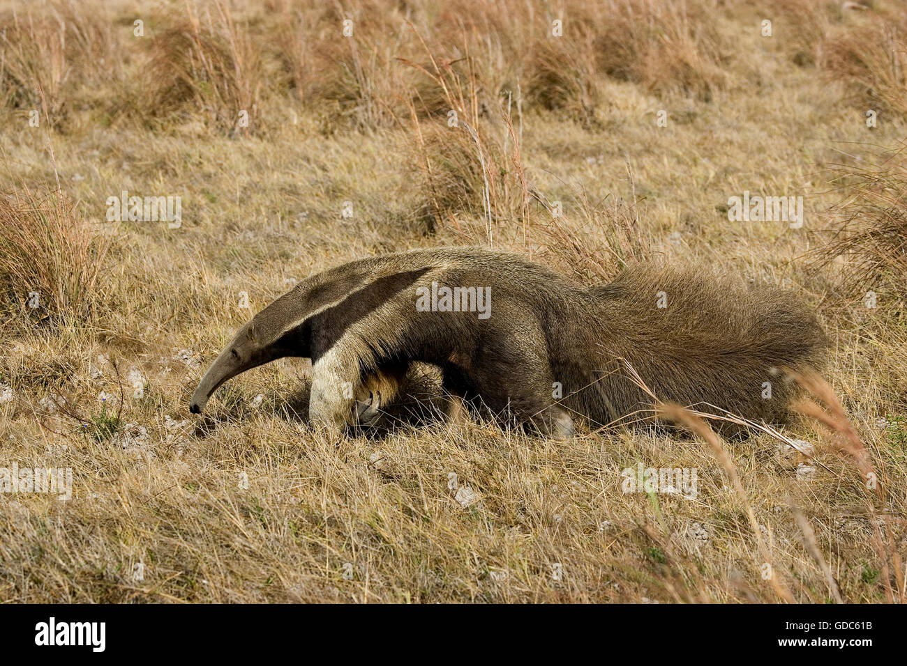 Anteater gigante, myrmecophaga tridactyla, adulto camminando attraverso la pampa, Los Lianos in Venezuela Foto Stock
