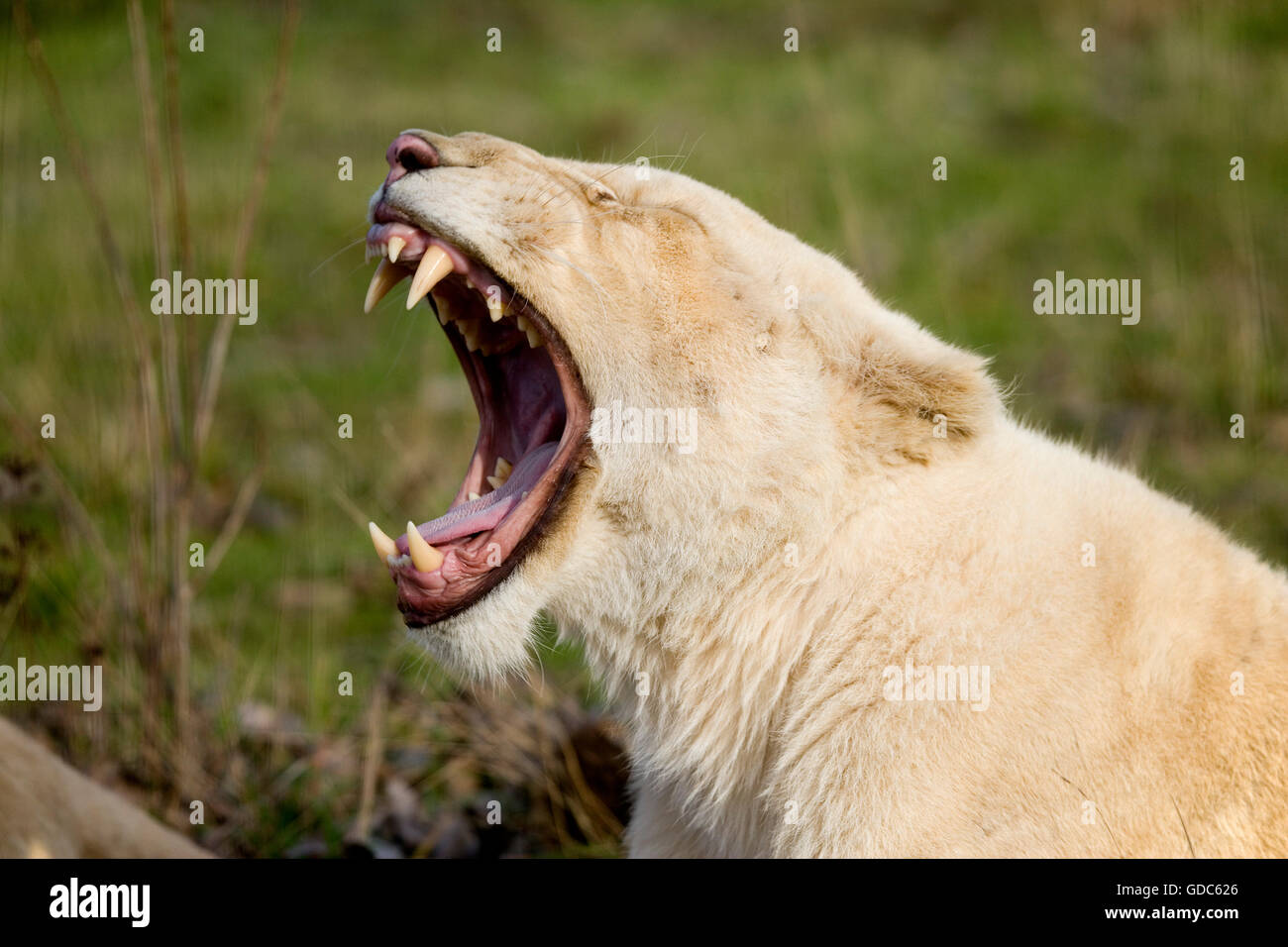 White Lion panthera leo krugensis, Femmina sbadigli Foto Stock