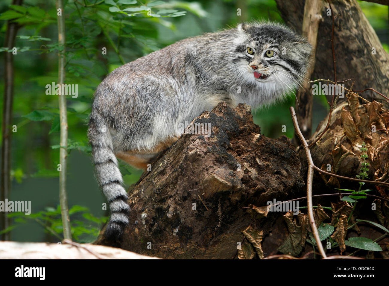 Manul o Pallas's Cat, otocolobus manul, adulti sul moncone Foto Stock