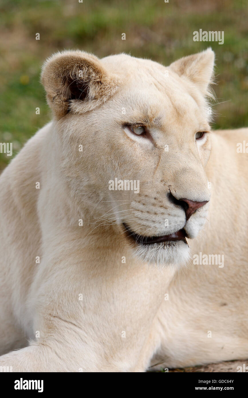 WHITE LION panthera leo krugensis Foto Stock