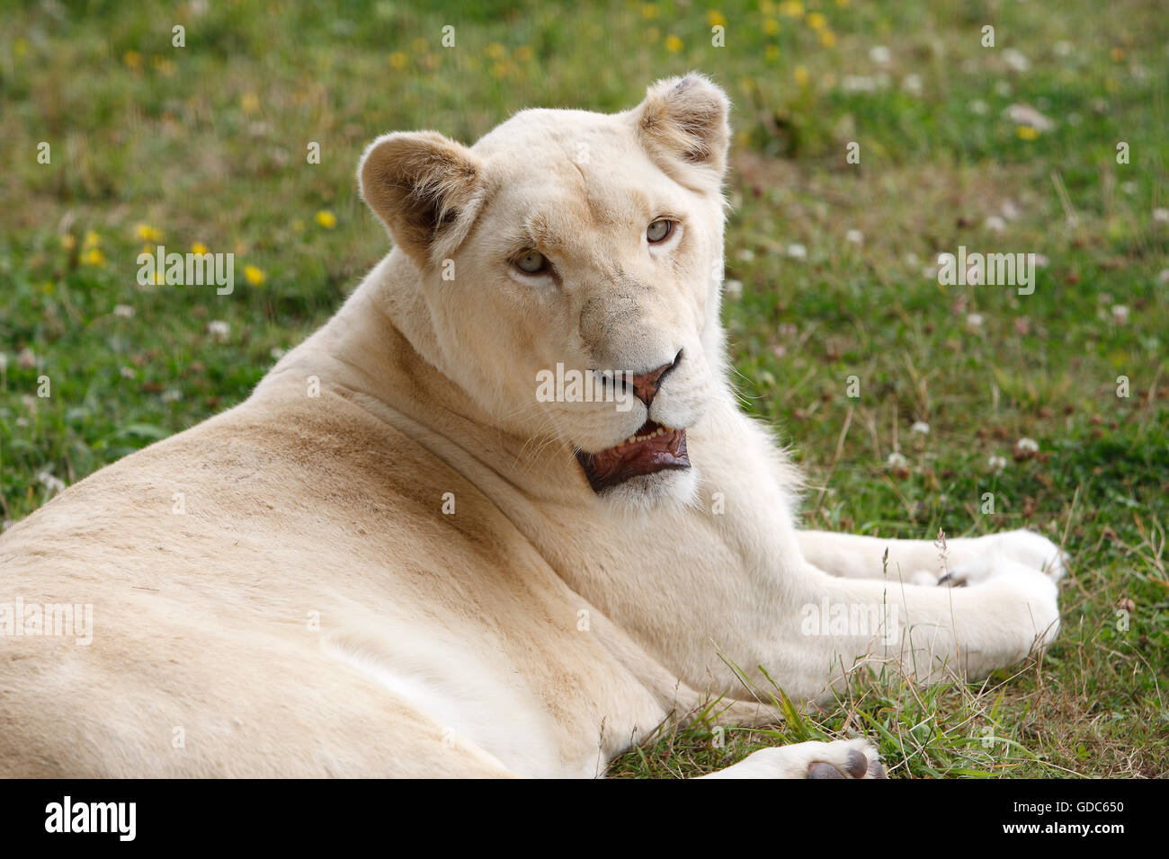 White Lion panthera leo krugensis, Femmina posa sull'erba Foto Stock