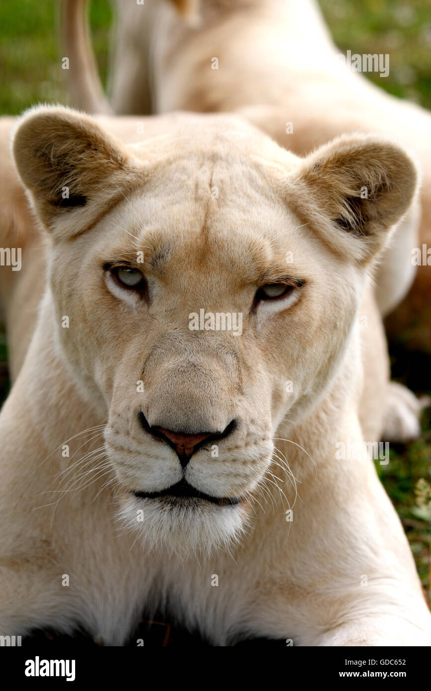 White Lion panthera leo krugensis, ritratto di donna Foto Stock