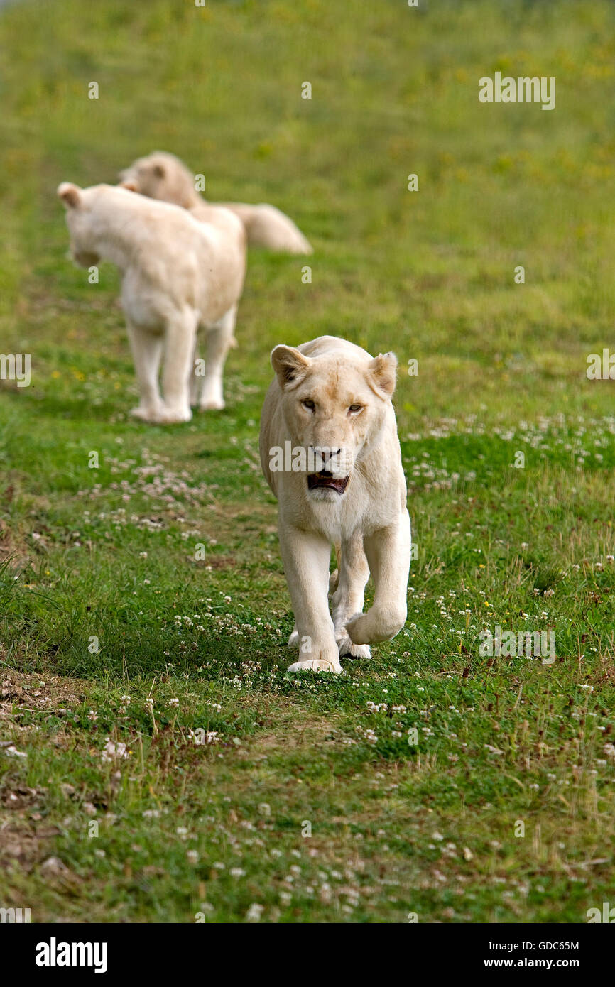 White Lion panthera leo krugensis, femmine camminare sull'erba Foto Stock
