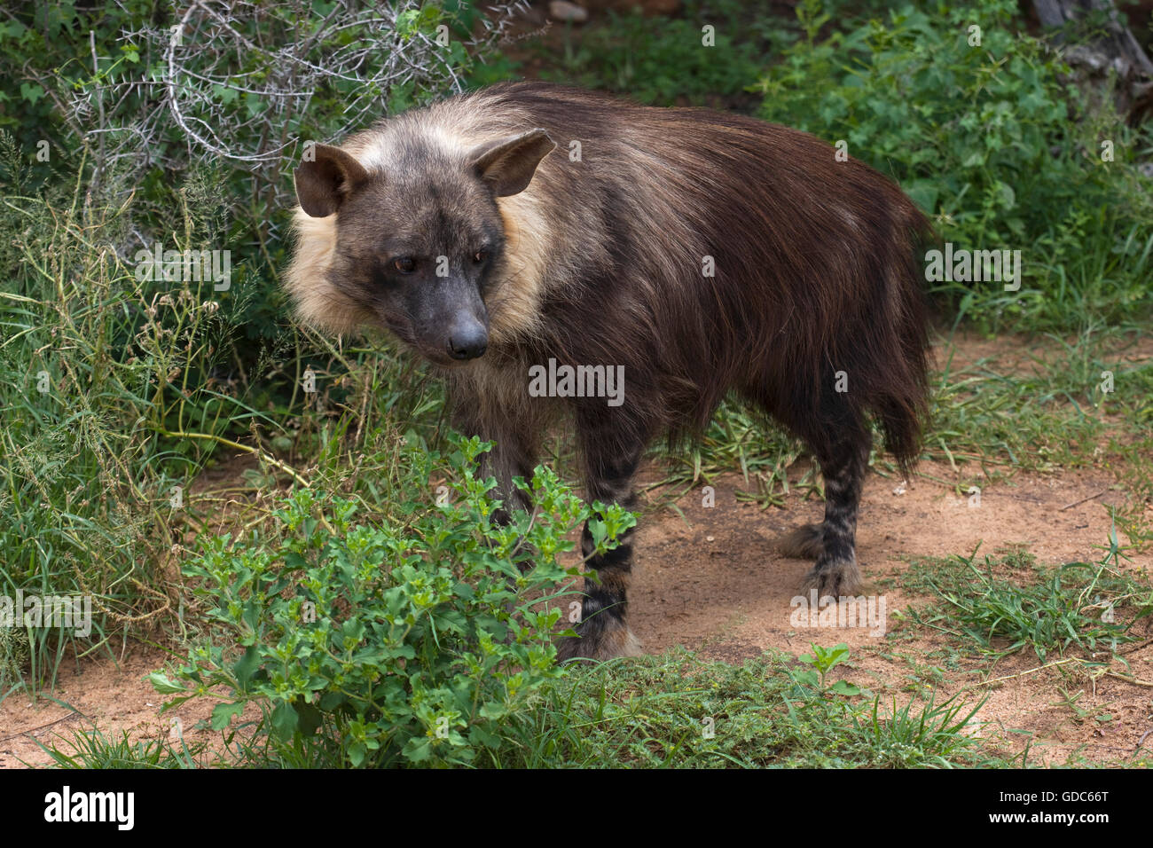 Brown iena, parahyaena brunnea, Adulti Foto Stock