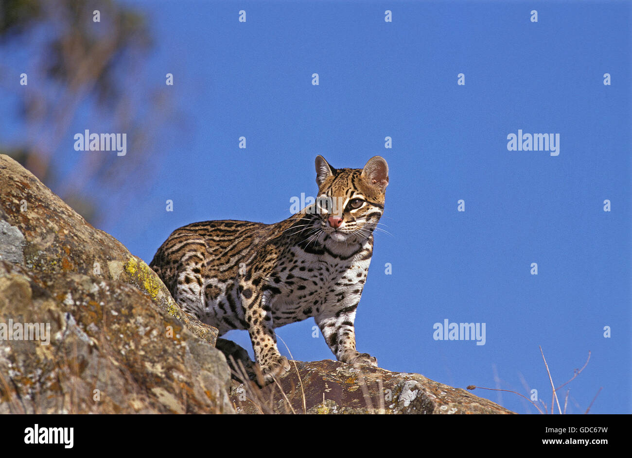 OCELOT da leopardo pardalis, adulti su roccia Foto Stock