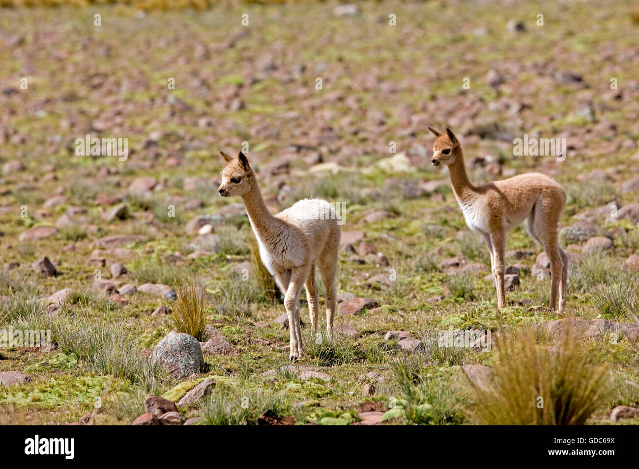 Vicuna, vicugna vicugna, Pampa Galeras riserva in Perù Foto Stock