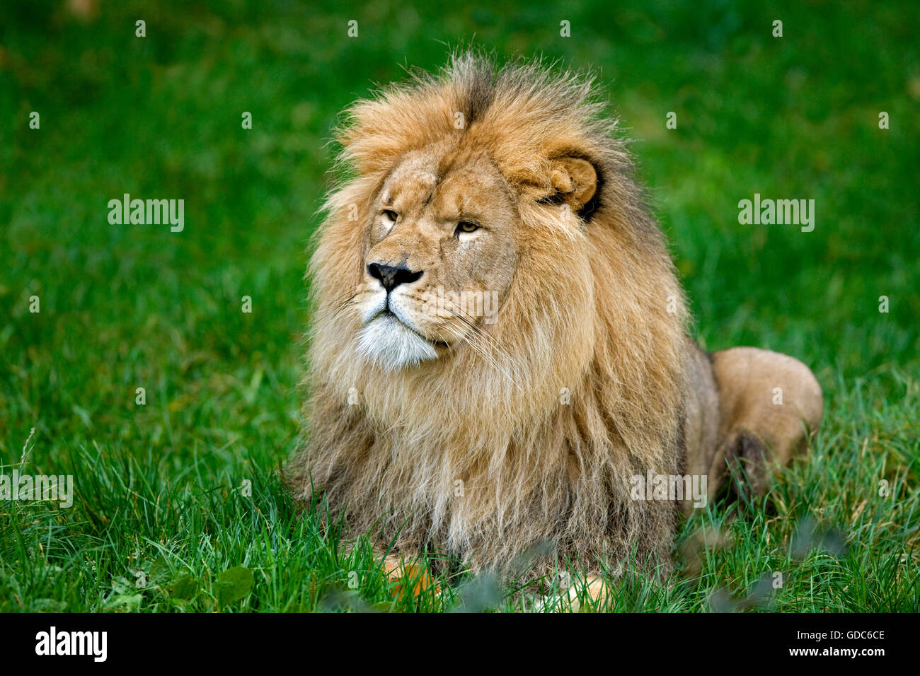 Leone africano, panthera leo, maschio Foto Stock