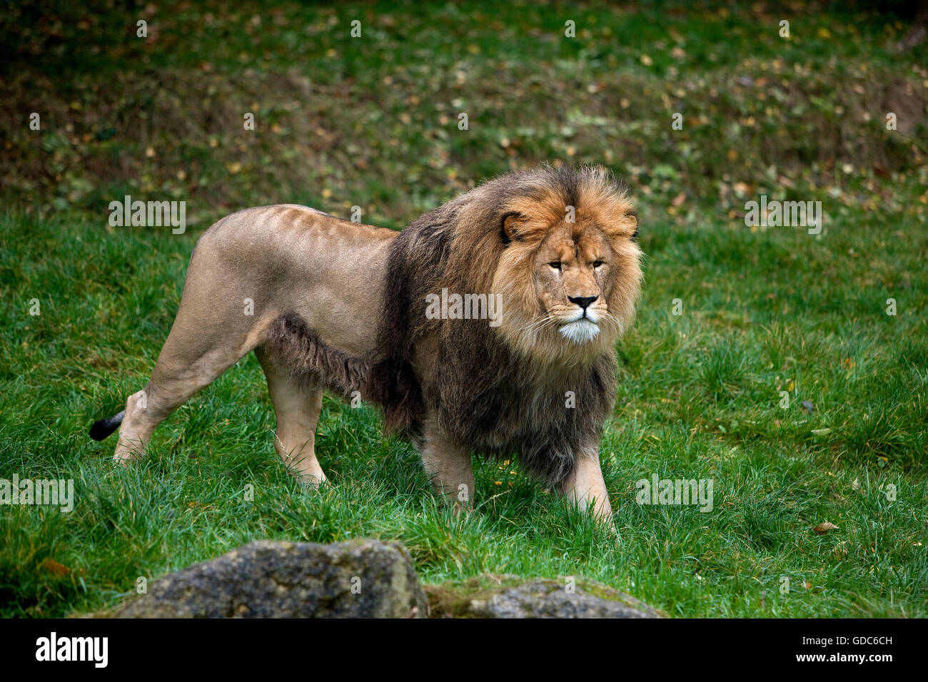 AFRICAN LION panthera leo Foto Stock