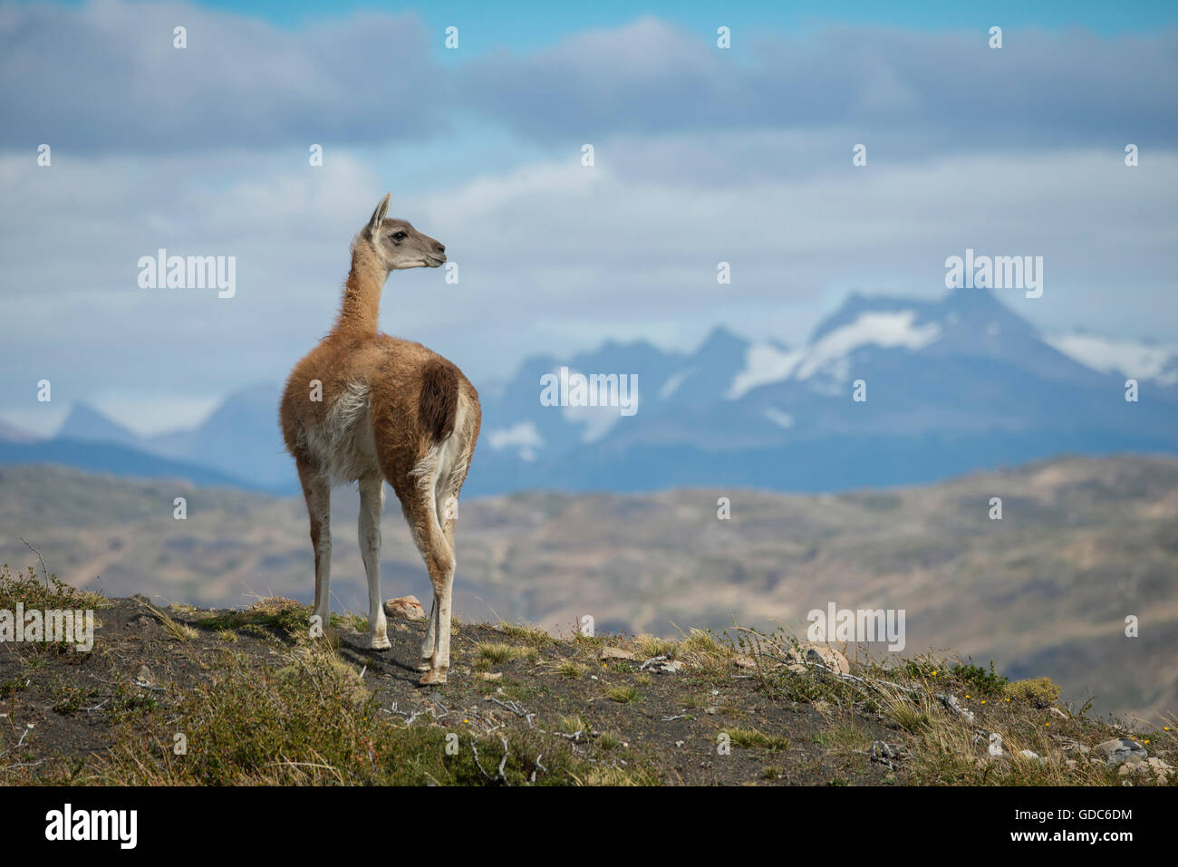 Sud America,Patagonia,Cile,Torres del Paine,Parco Nazionale,,UNESCO Patrimonio Mondiale,Lama guanicoe,Guanaco Foto Stock