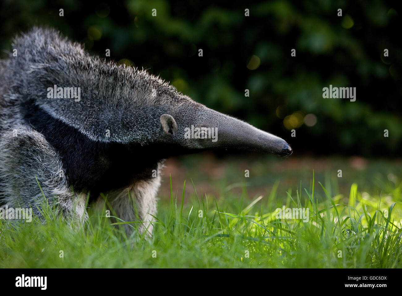 Anteater gigante, myrmecophaga tridactyla, Giovane femmina Foto Stock