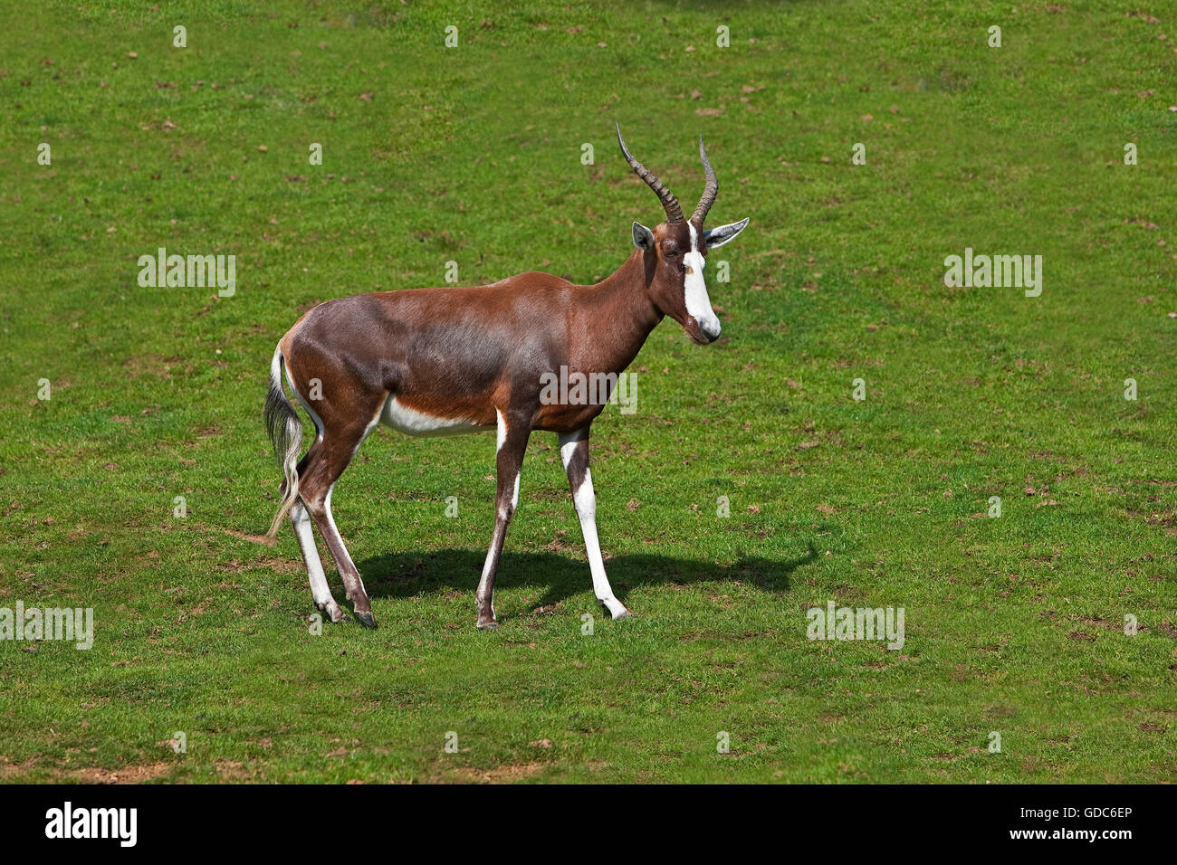 Blesbok Bontebok o, damaliscus pygargus phillipsi Foto Stock