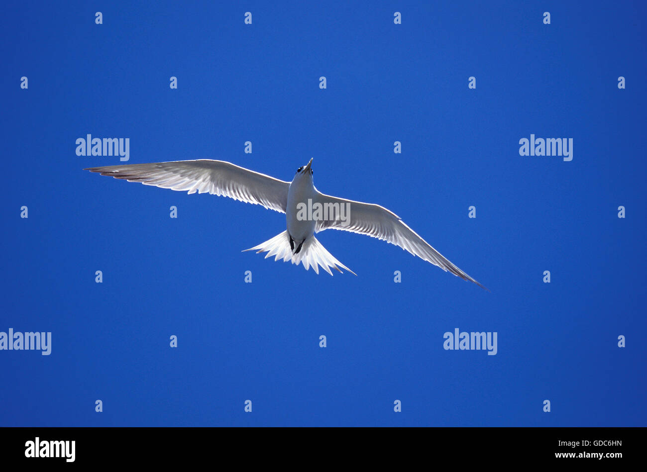 SWIFT TERN sterna bergii, adulti in volo, AUSTRALIA Foto Stock