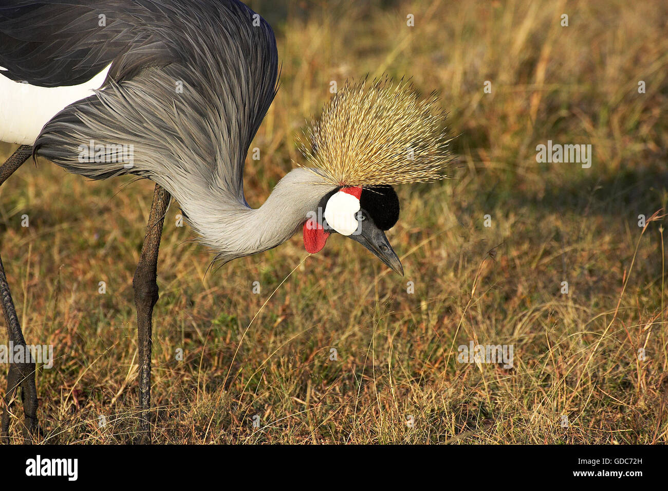 Grey Crowned Crane, Balearica regulorum, adulto a Nakuru Park in Kenya Foto Stock