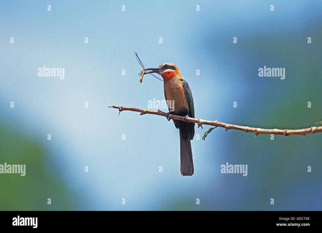 Con facciata bianca Bee Eater merops bullockoides, adulti sul ramo, Mangiare Dragonfly, Kenya Foto Stock