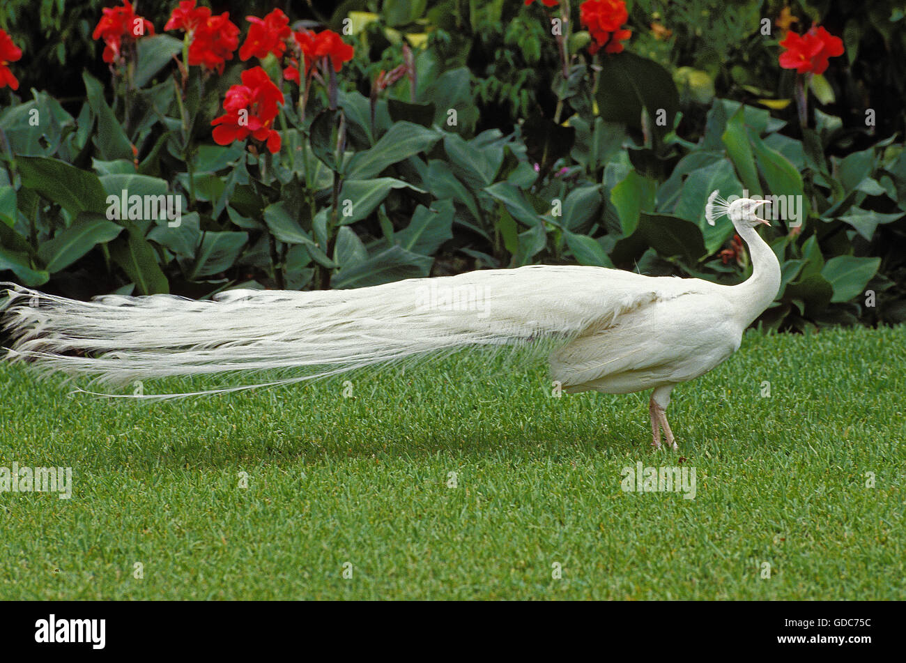 Comune di Albino Peacock, pavo cristatus, chiamando Foto Stock