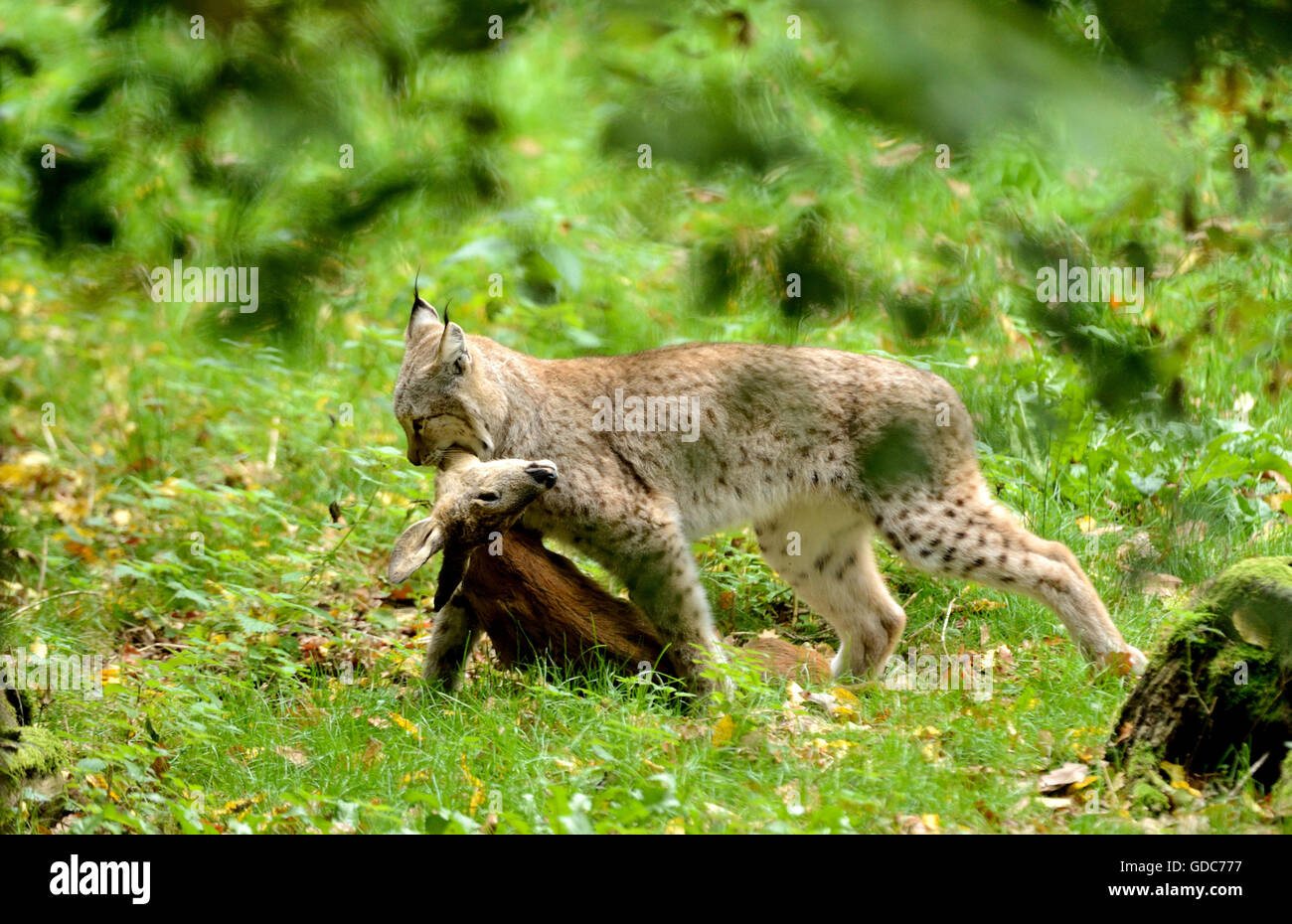 Lynx Foto Stock