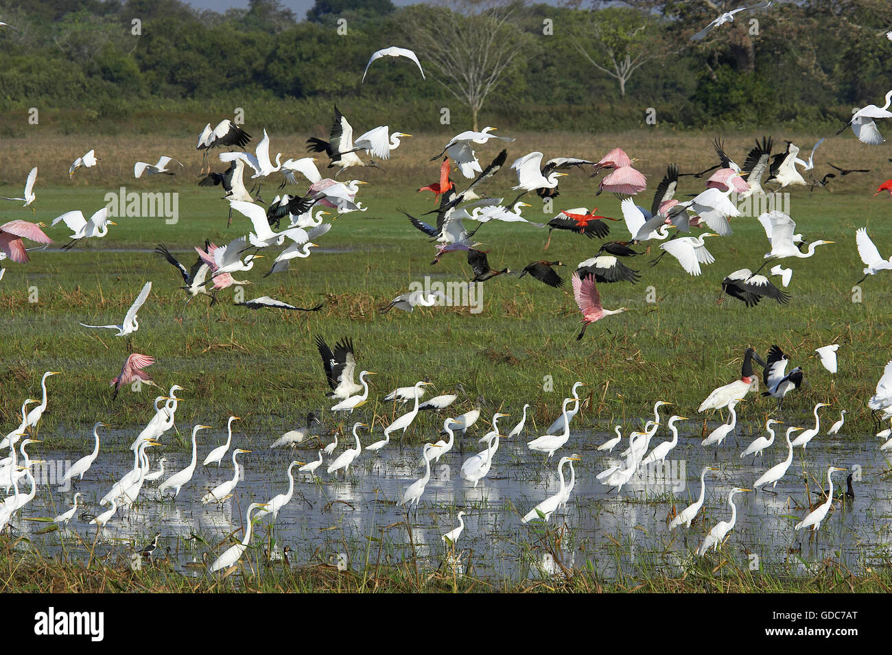 Grande airone bianco, Casmerodius Albus, Gruppo nella palude con Scarlet Ibis rosso-fatturati fischio d'anatra, Roseate spoonbill e di fronte bianco-sibili d'anatra, volo, Los Lianos in Venezuela Foto Stock