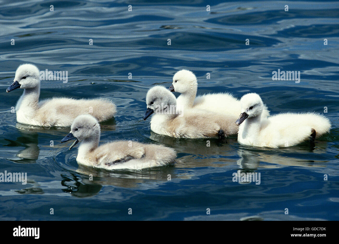 Cigno, Cygnus olor, pulcini in acqua Foto Stock