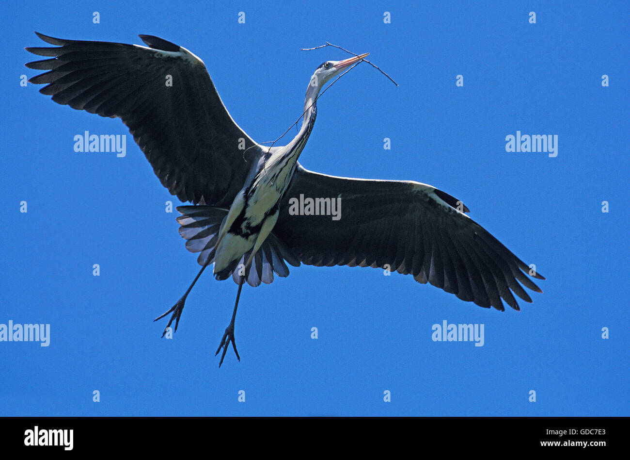 Airone cenerino Ardea cinerea, adulti in volo, che trasportano il materiale di nidificazione nel becco, CAMARGUE IN FRANCIA Foto Stock