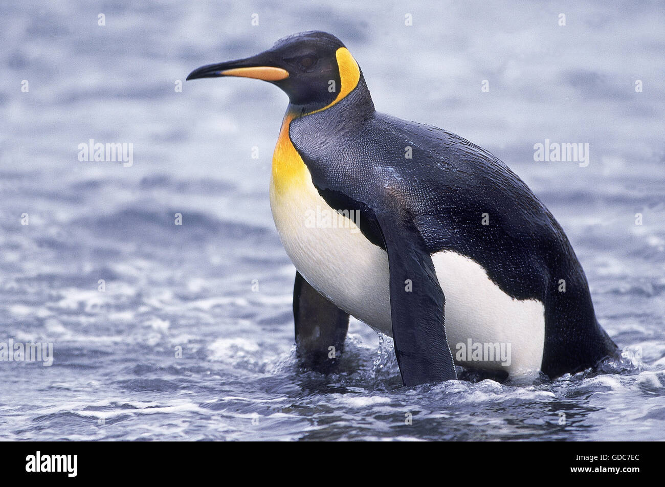 Re Penguin aptenodytes patagonica, adulti emergenti dal Oceano, Salisbury Plain IN GEORGIA DEL SUD Foto Stock