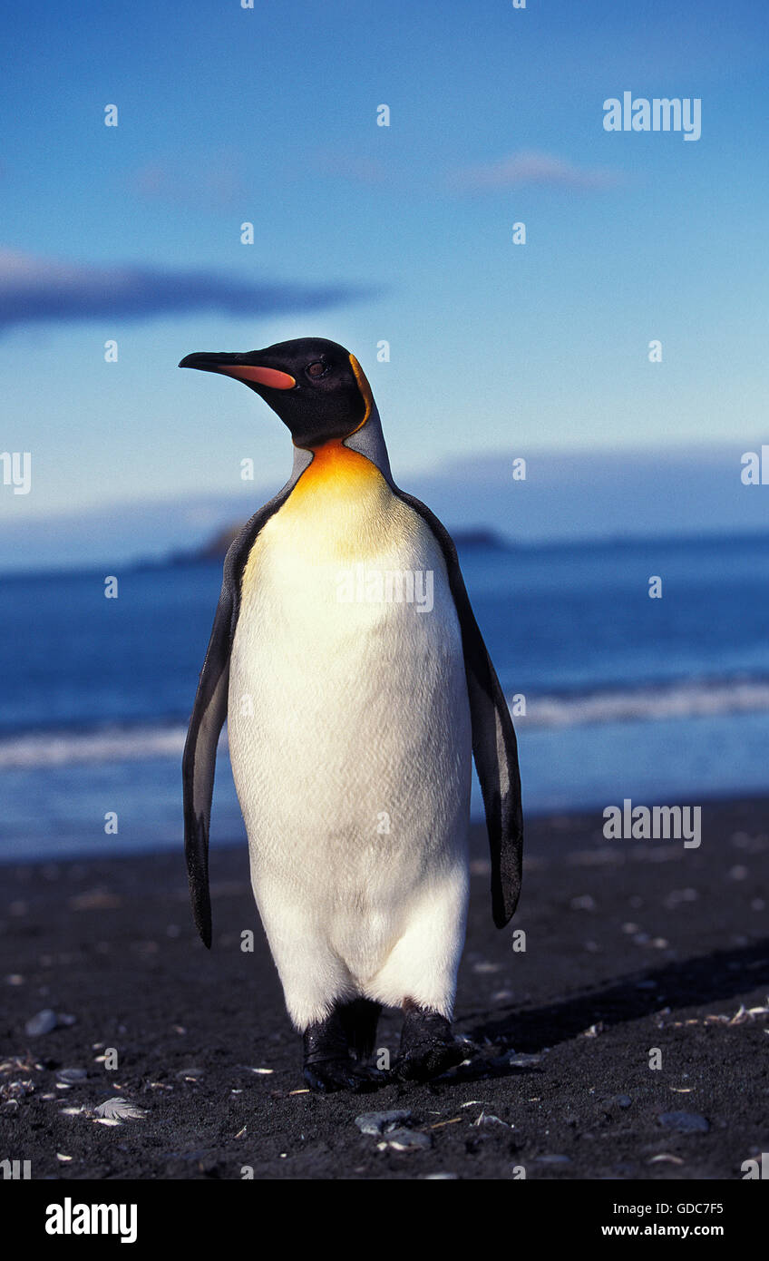 Re Penguin aptenodytes patagonica, adulti sulla spiaggia, Salisbury Plain IN GEORGIA DEL SUD Foto Stock