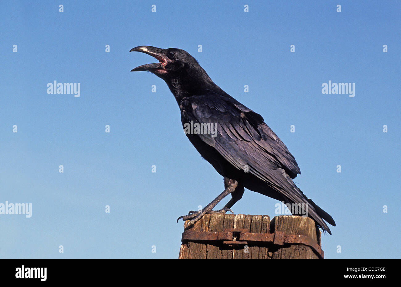 Comune di Corvo imperiale Corvus corax, adulto a chiamare, ALASKA Foto Stock