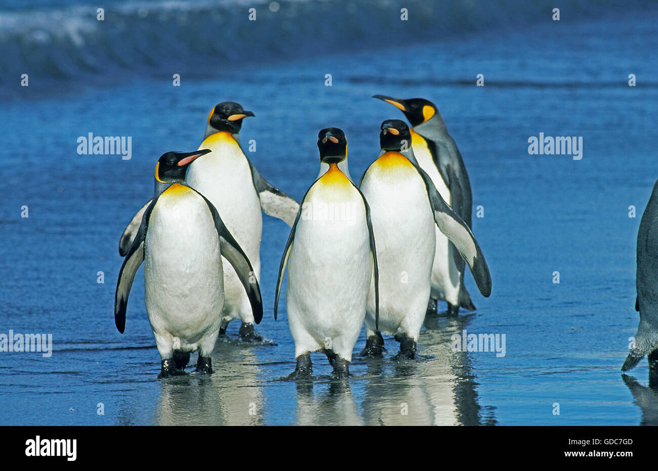 Re pinguino, aptenodytes patagonica, gruppo sulla spiaggia, Salisbury Plain in Georgia del Sud Foto Stock
