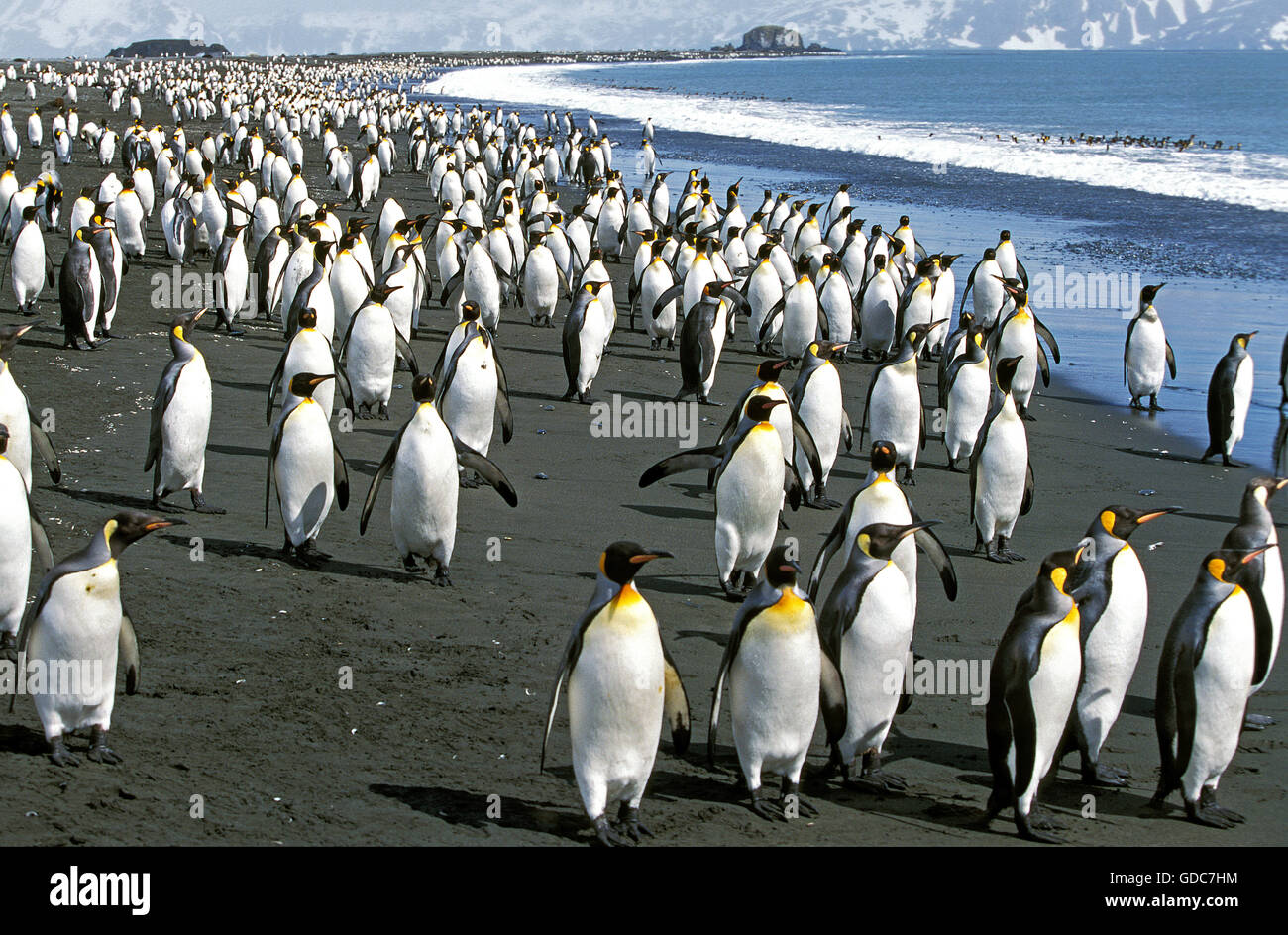 Re pinguino, aptenodytes patagonica, Colonia sulla spiaggia, Salisbury Plain in Georgia del Sud Foto Stock