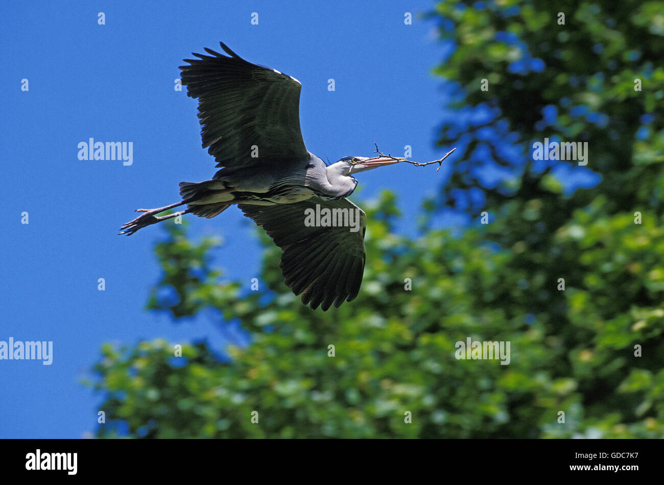 Airone cenerino, Ardea cinerea, adulti in volo con materiale di nidificazione nel becco, Camargue in Francia Foto Stock