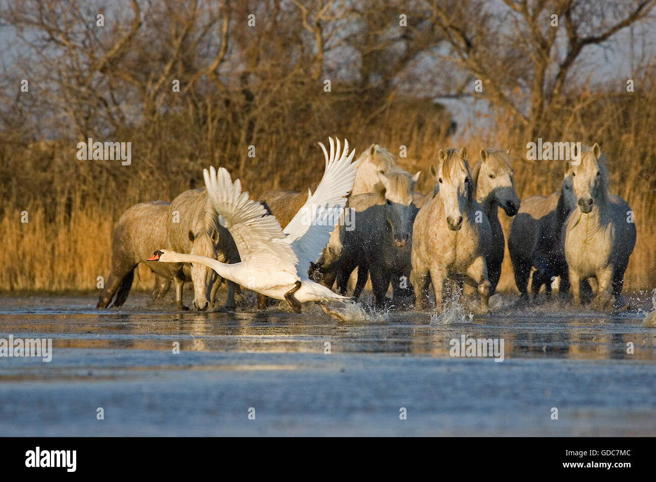 Cavalli Camargue e Cigno in volo, Cygnus olor, nella palude, Saintes Marie de la Mer in Camargue, nel sud della Francia Foto Stock