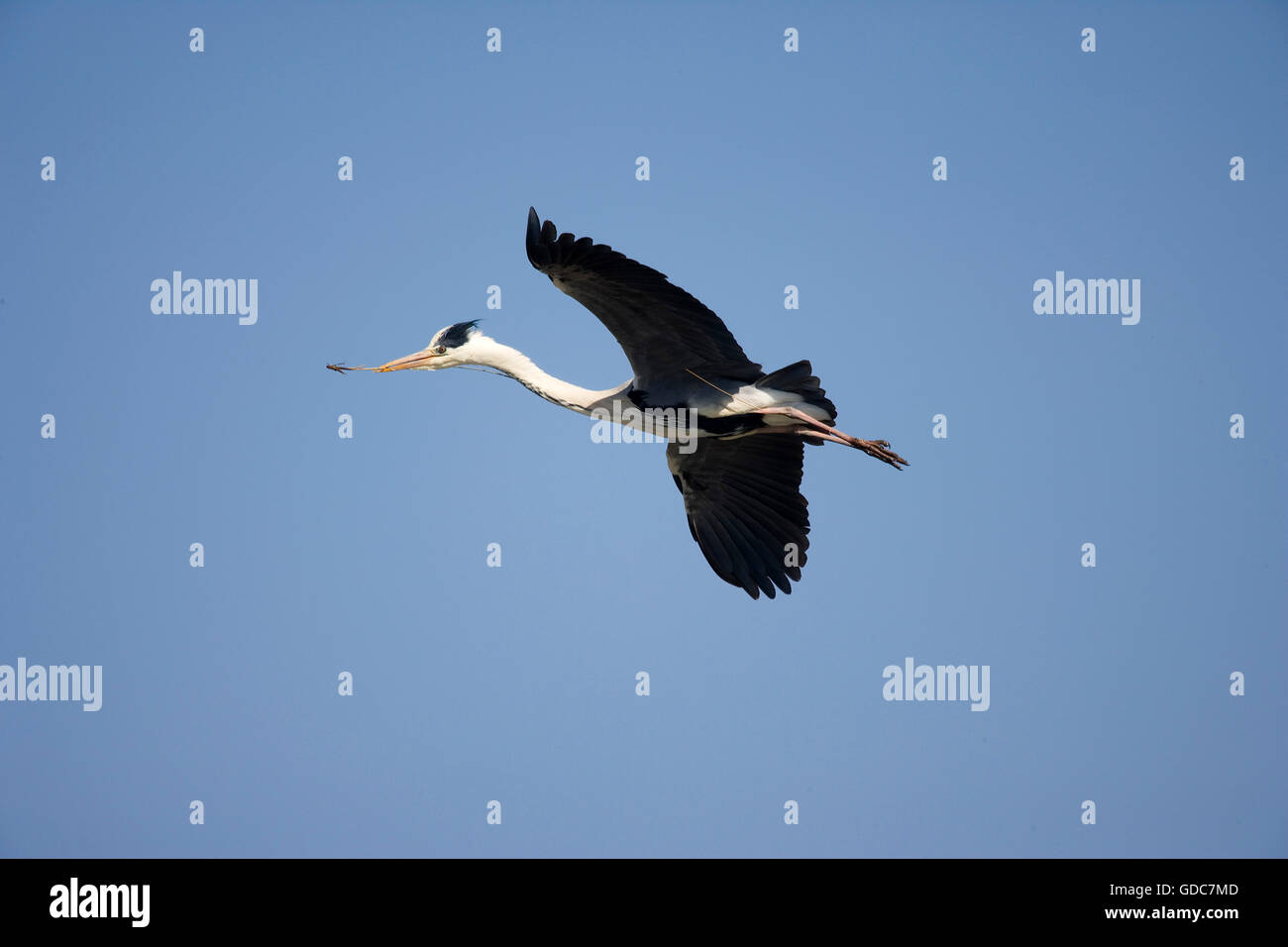 Airone cenerino, Ardea cinerea, adulti in volo, che trasportano il materiale di nidificazione nel becco, Camargue nel sud della Francia Foto Stock