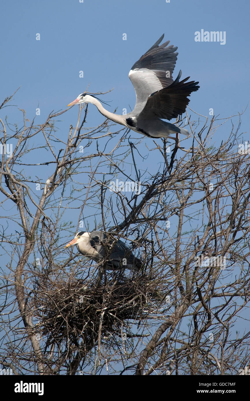 Airone cenerino Ardea cinerea IN CAMARGUE NEL SUD DELLA FRANCIA Foto Stock