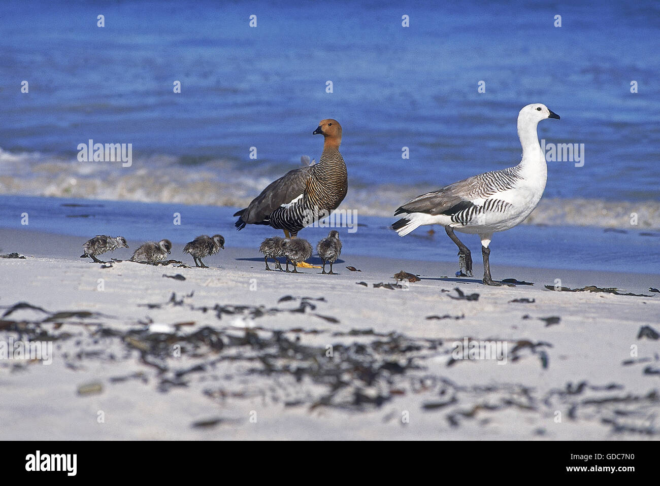 MAGELLAN di oca o di oca montane chloephaga picta, maschio e femmina pulcini SULLA SPIAGGIA, Antartide Foto Stock