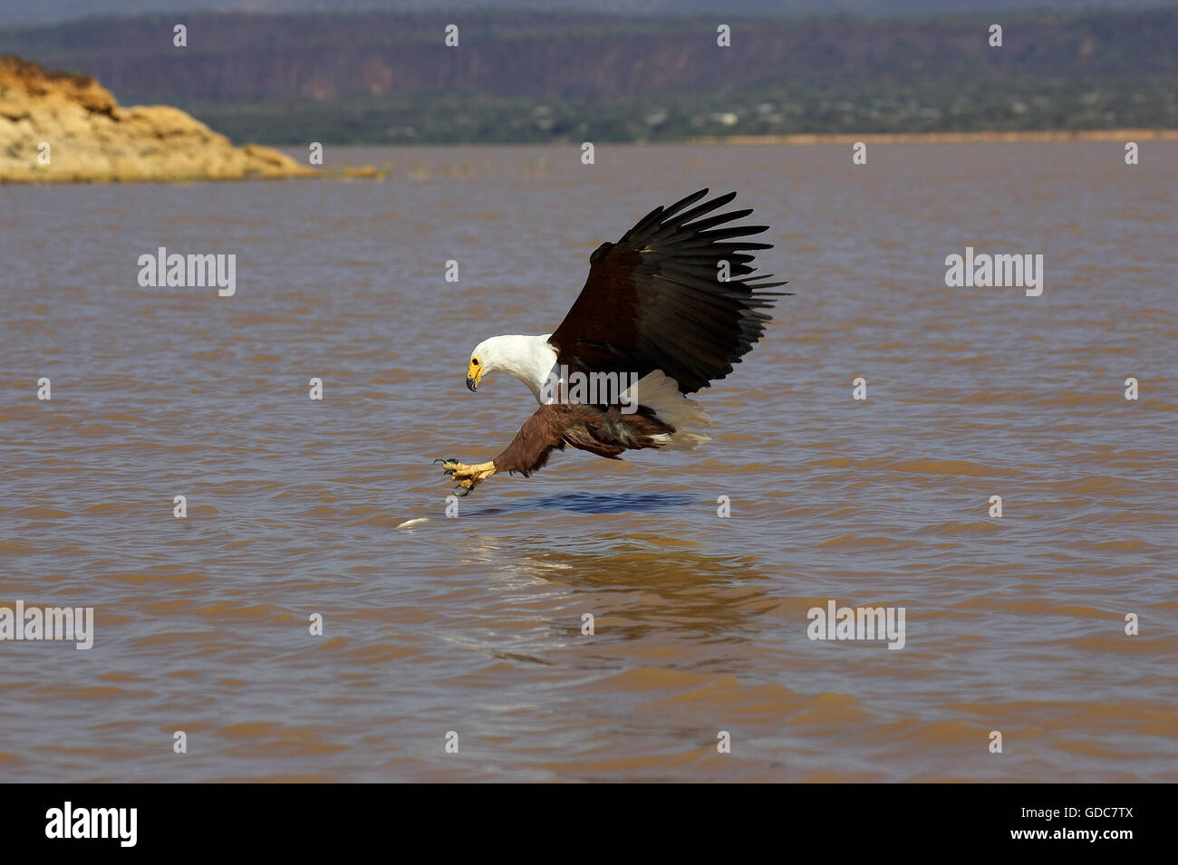 Fish-Eagle africani, haliaeetus vocifer, adulti in volo, la cattura del pesce, Baringo del lago in Kenya Foto Stock