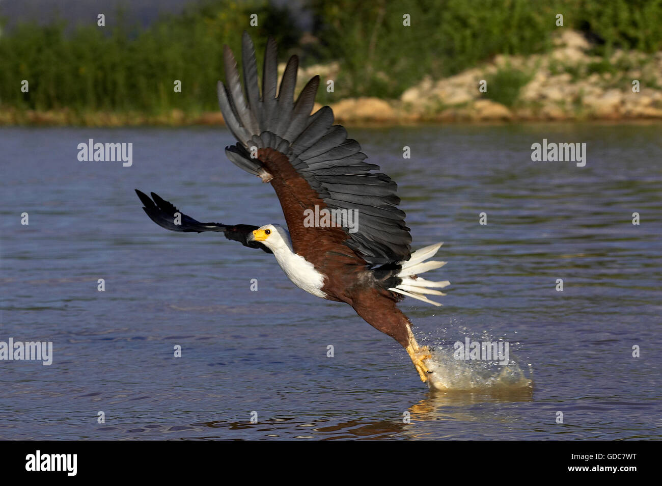 Fish-Eagle africani, haliaeetus vocifer, adulti in volo, la cattura del pesce, Baringo del lago in Kenya Foto Stock